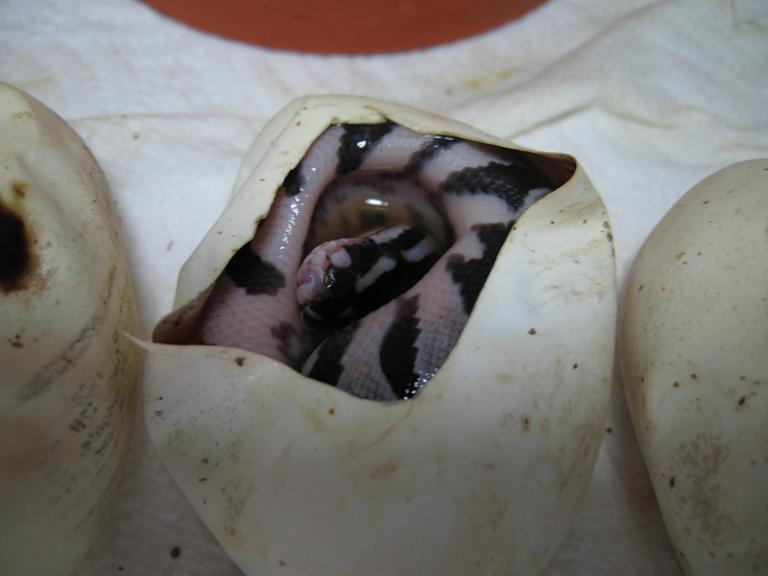 pastel? axanthic headshot1