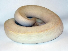 2007 Female Ivory
