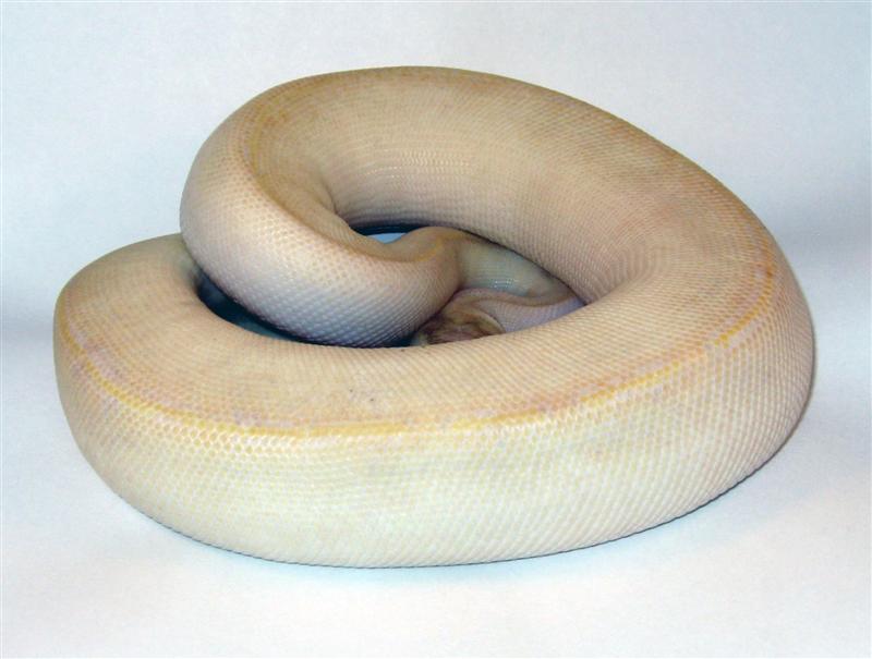 2007 Female Ivory