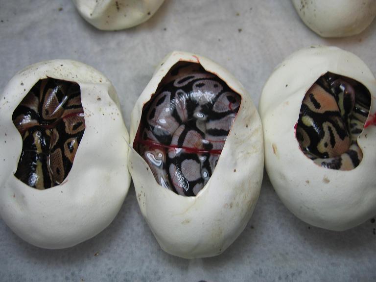 Lemon Pastel x SK axanthic clutch