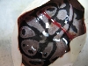 Pastel Axanthic?