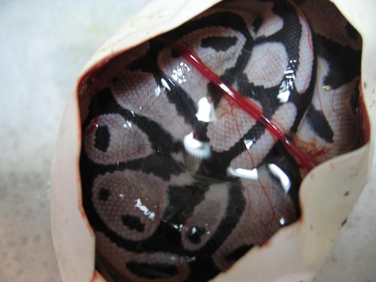 Pastel Axanthic?