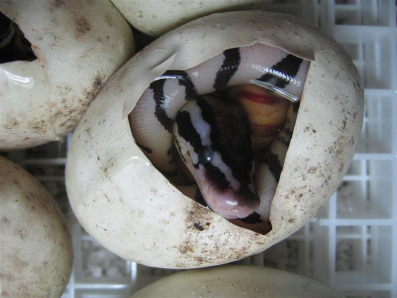 Lemon Pastel TSK Axanthic