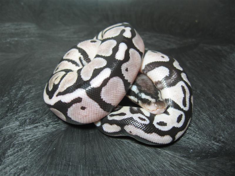 Lemon Pastel TSK Axanthic