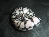 Lemon Pastel TSK Axanthic
