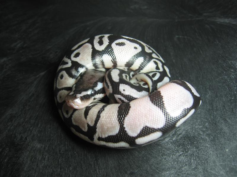 Lemon Pastel TSK Axanthic