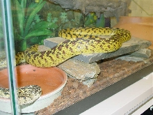 Sonoran Gopher - Slinky