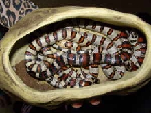 kingsnake id