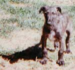 Baby Bran