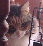 Daphne