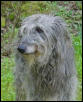 Doughal Deerhound