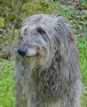Doughal Deerhound