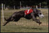 Geordie running LGRA