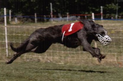 Geordie running LGRA