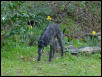 Raven in the Daffodils