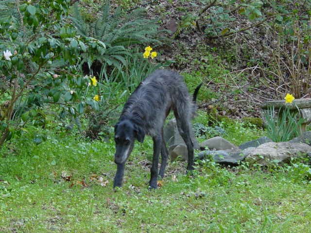 Raven in the Daffodils