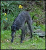 Raven in the Daffodils, Small