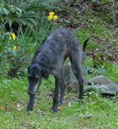 Raven in the Daffodils, Small