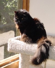 Samson