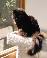 Samson
