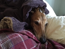 Thanksgiving morning, sleeping in