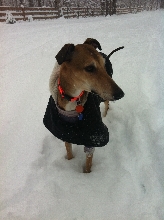 A Greyhound Winter Walk