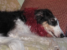 Miss Kyrie Borzoi in her Christmas collar