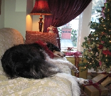 Miss Kyrie Borzoi and the Christmas Tree