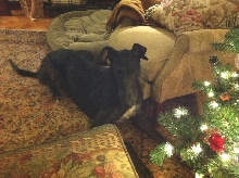 Rawley's first Christmas tree