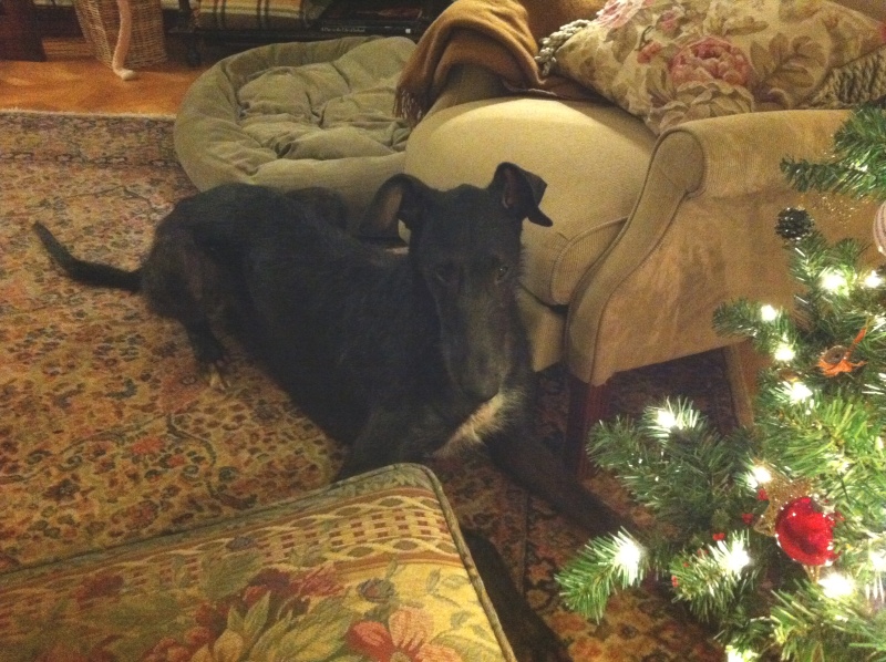 Rawley's first Christmas tree