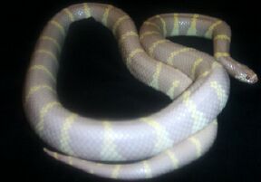 What color am I?
