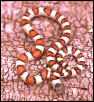 Cherry County, NE