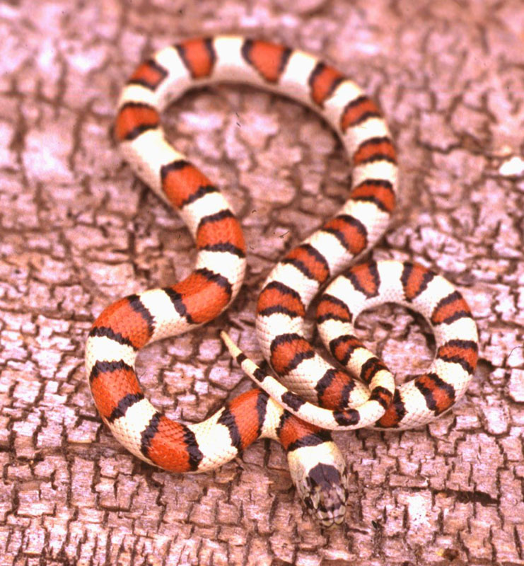 Cherry County, NE