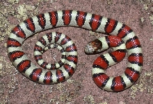 CB Cherry 01