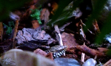 Occelated Skink, Lillo