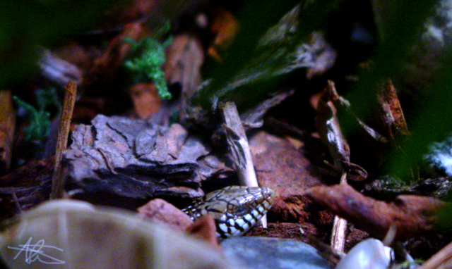 Occelated Skink, Lillo