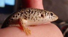 Lillo the ocellated skink