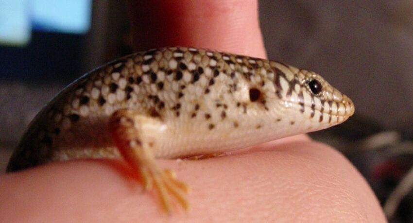 Lillo the ocellated skink