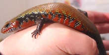 Fire skink, Nanya