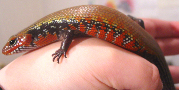 Fire skink, Nanya