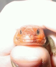 Broad headed skink