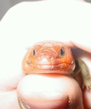 Broad headed skink