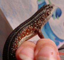 african plated lizard