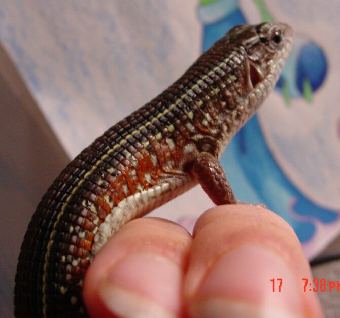 african plated lizard