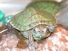 Close-up