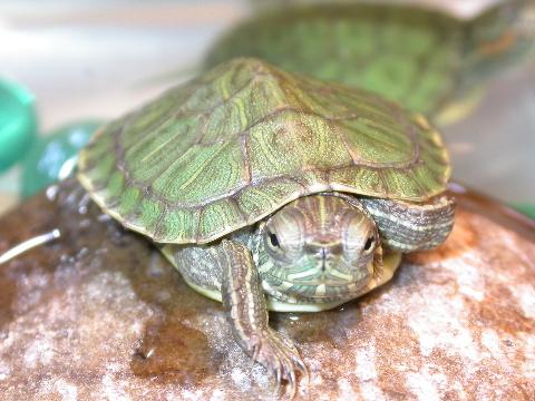 Close-up
