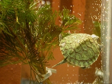 Houdini