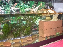 20-gallon Long Tank Setup