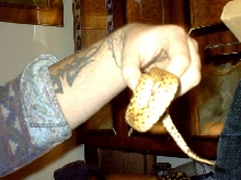 Nibbler's girth