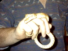 size comp